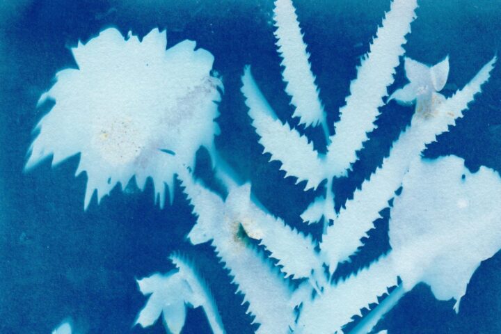 Prova cyanotypi!