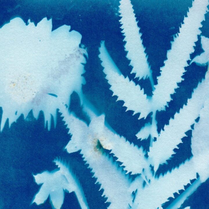 Prova cyanotypi!
